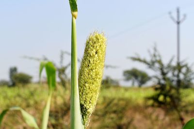 Close-up of plants growing on field against sky