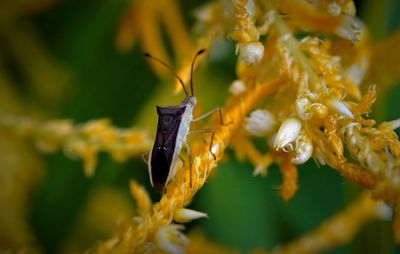 Close-up of insect on flower