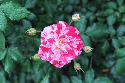 Close-up of pink flower