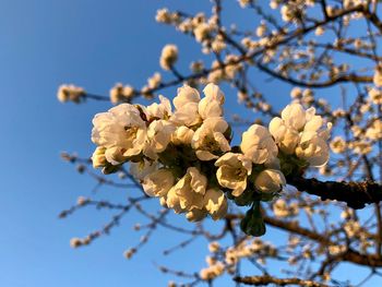 Low angle view of cherry blossoms in spring