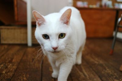 Close-up of white cat on wooden table