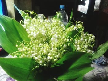 Close-up of flowers