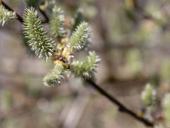 Close-up of flowering plant