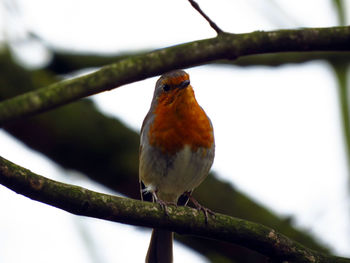 Close-up of bird perching on branch