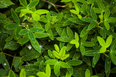Close-up of green leaves