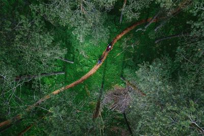 High angle view of spider web on plants in forest