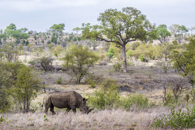 Rhinoceros standing on land