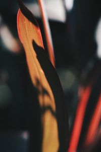 Close-up of orange flower