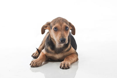 Portrait of dog sitting on white background