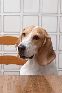 Close-up of dog sitting at home