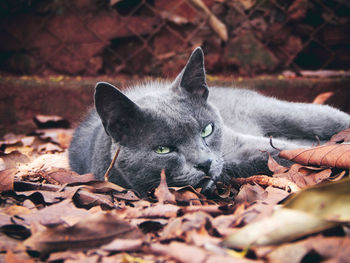Close-up portrait of cat on dry leaves