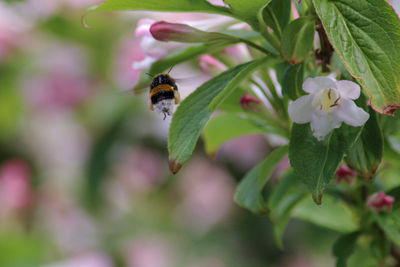 Close-up of bee on purple flower