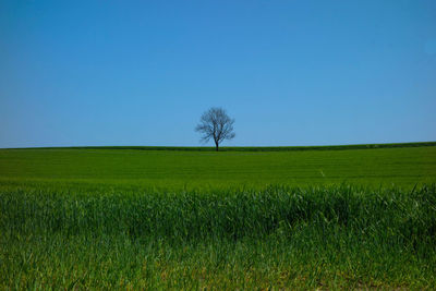 Scenic view of field against clear blue sky