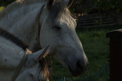 Close-up of horse in ranch