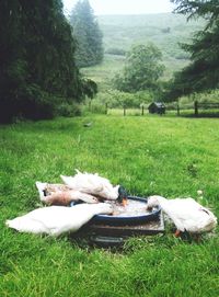 Dog relaxing on field by trees