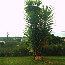 Palm trees against clear sky