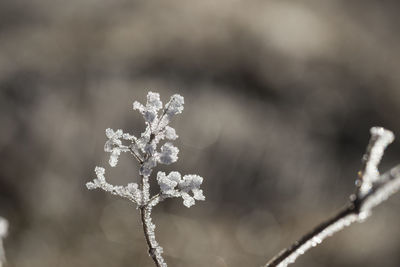 Close-up of frozen plant