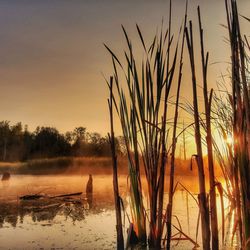 Silhouette plants on field by lake against sky during sunset