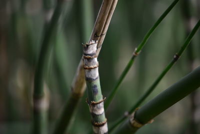 Close-up of lizard on tree