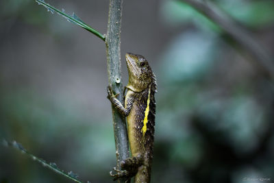 Close-up of lizard on branch