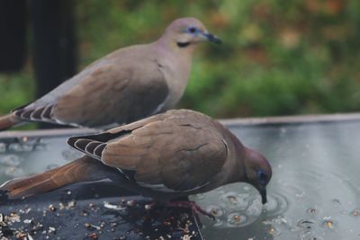 Close-up of pigeon perching