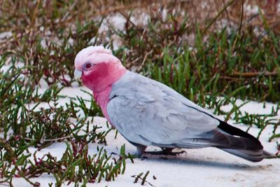 Close-up of birds perching on branch