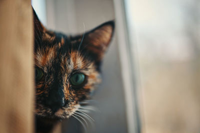 Close-up portrait of a cat