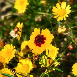 Close-up of butterfly pollinating on yellow flowering plant