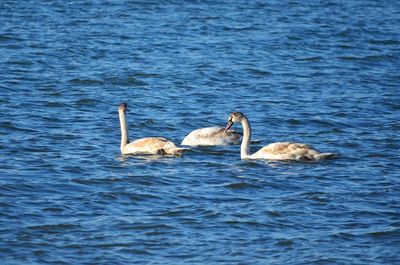 Swans swimming in lake