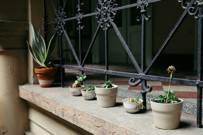 Close up of potted plants