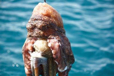 Close-up of crab on rock by swimming pool