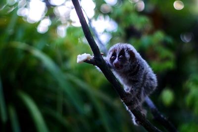 Close-up of primate on tree branch