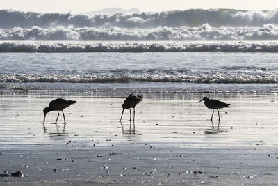 Birds on beach