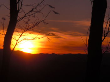 Silhouette of trees at sunset