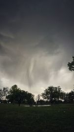 Trees against sky