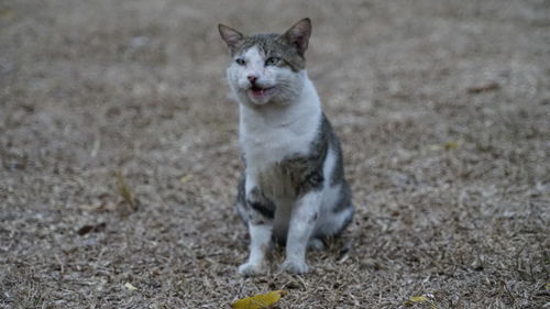 Portrait of cat on field