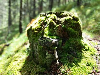 Close-up of moss in forest
