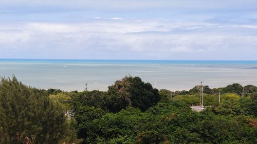 Trees growing by sea against sky