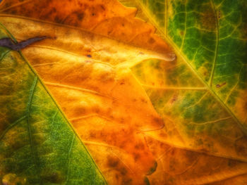 Close-up of multi colored grass