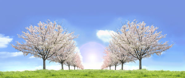 Trees on field against blue sky