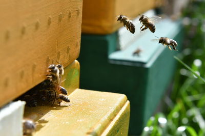 Close-up of bee flying