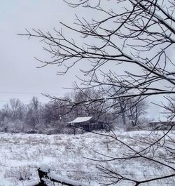 Bare tree on snow covered landscape