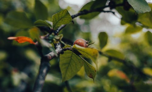 Close-up of berries on plant