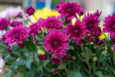 Close-up of pink flowering plants