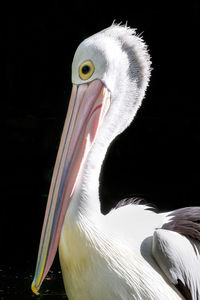 Close-up of bird 