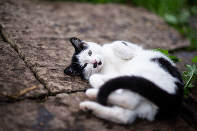 Cat sitting on tree trunk