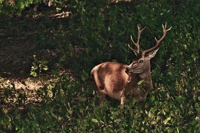 Deer in a forest