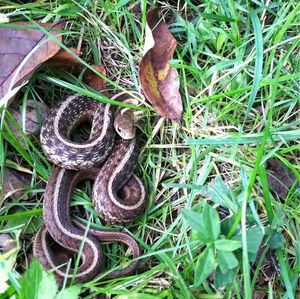 Close-up of snake on grass