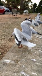 White bird on ground