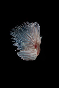 Close-up of jellyfish against black background